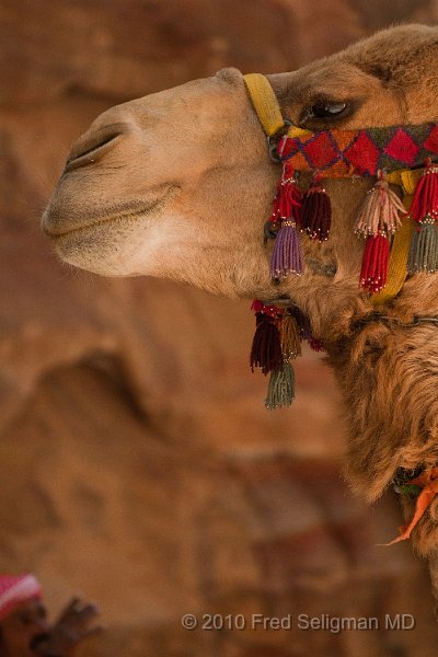 20100412_130409 D300.jpg - Camel, Petra, Jordan